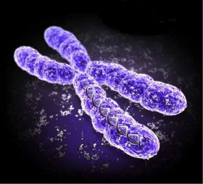 How Many Chromosomes Do Humans Have? Digest