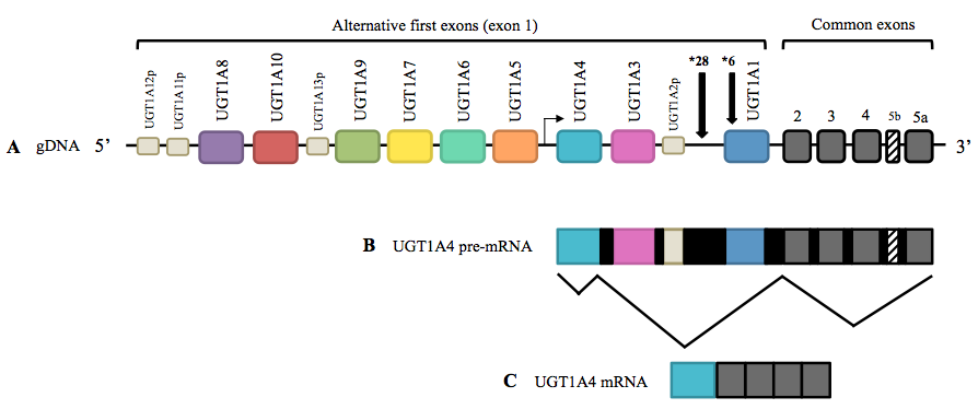 UGT1A