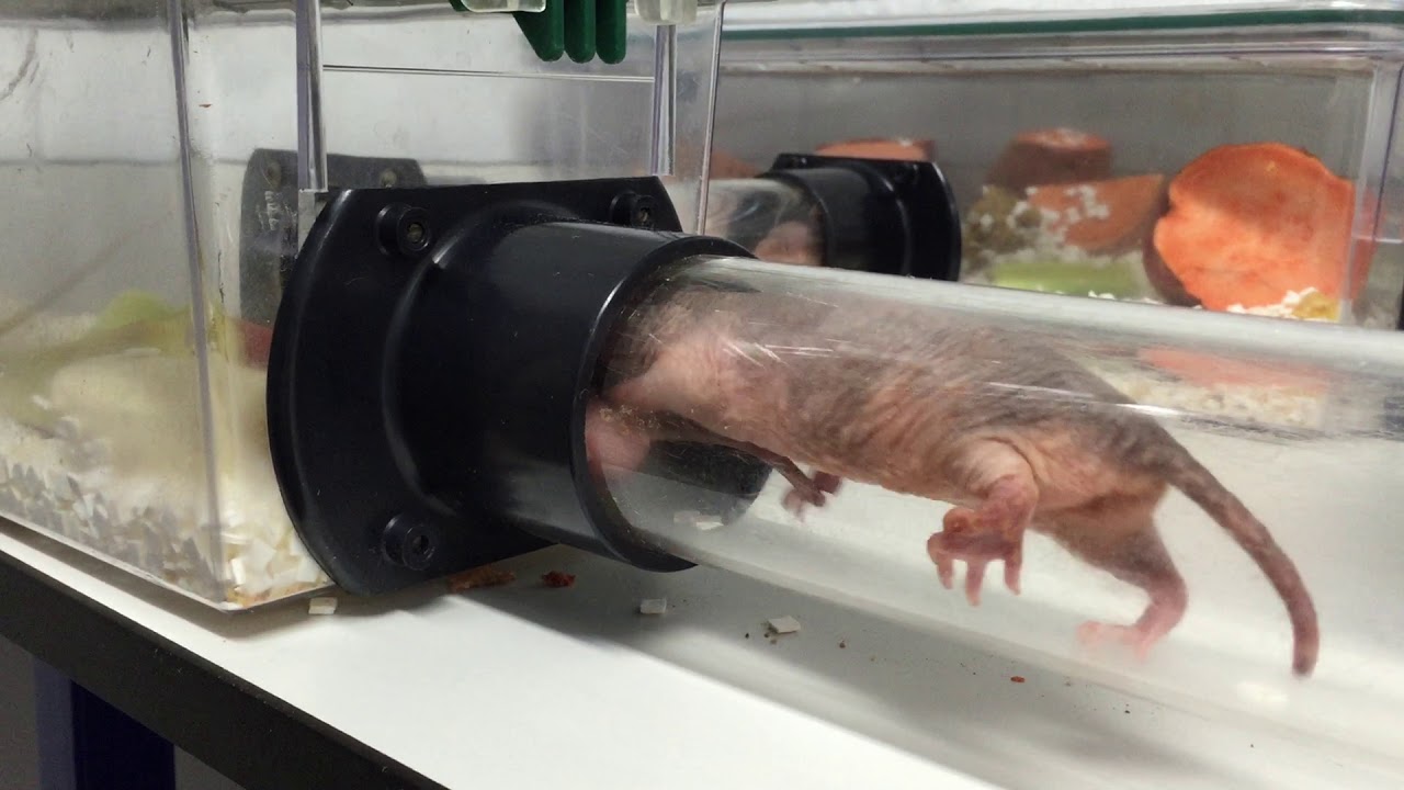 Natures Weirdest Super Hero: The Naked Mole Rat | Interim 